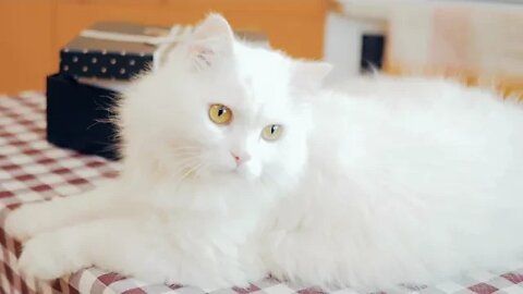 Amazing White fluffy cat, Funny cute pets lovers