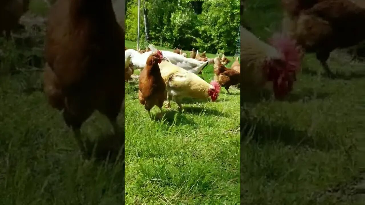 #happychickens #chickens #freerange #layers #homesteading #homesteadlife #farmlife #farmanimals