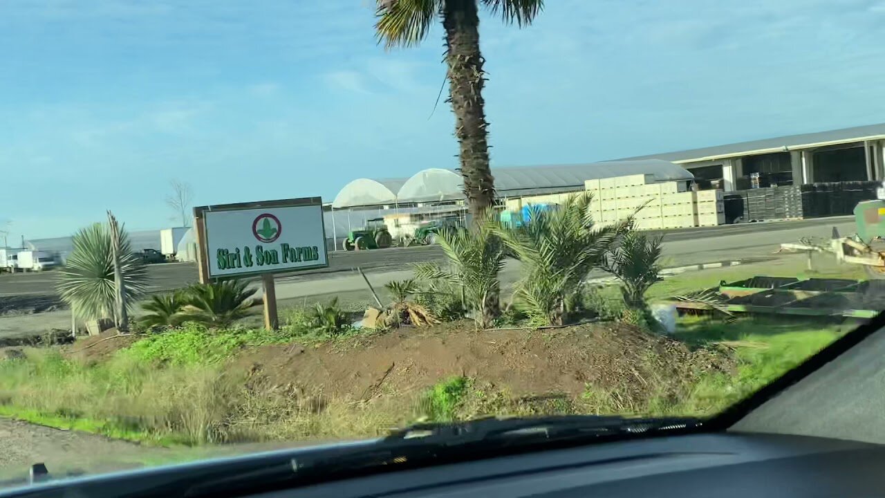Washingtonia robusta and Phoenix palms plus many others in O