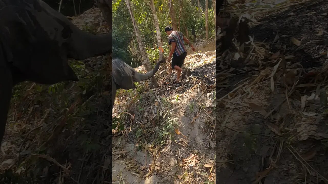 Chiang Mai Elephants