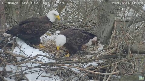 Hays Eagles Mom brings in big clump of grass for Egg 2021 02 14 2:15PM