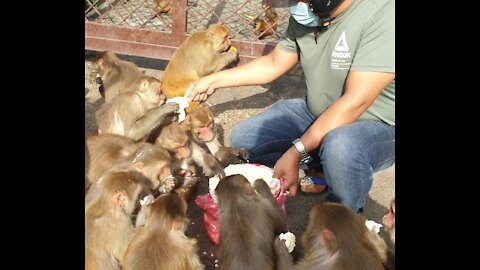 Monkey love ice cream || feeding 10 kg ice-cream to the wild monkey || feeding monkey