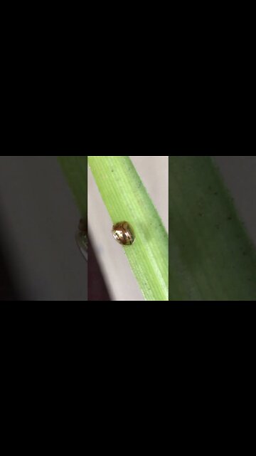 Golden Tortoise Beetle - Part 2