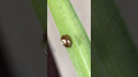 Golden Tortoise Beetle - Part 2