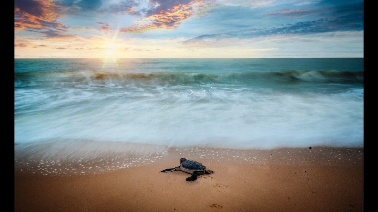 Cute little turtle on the beach