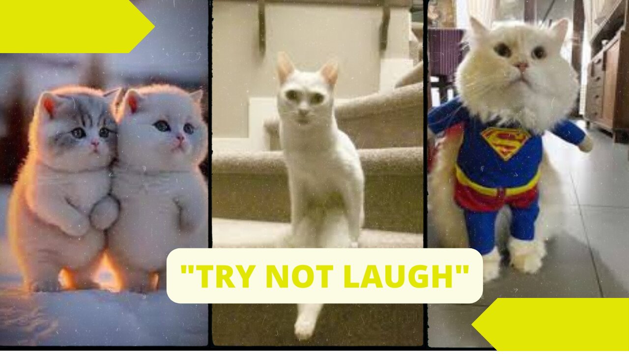 FUNNY CAT VIDEOS #1