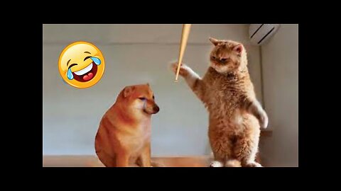 Funny Animal Videos 2024