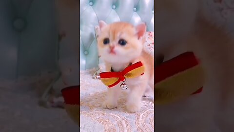 Cute cats and kittens video