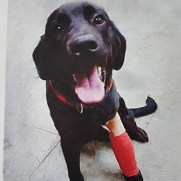 The Incredible Story Of Dexter And His Struggle With Paw-Eye Coordination