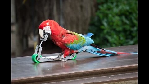 Little Dogs Said "Mama" - Funny Parrots Speaking English : Best of 2023