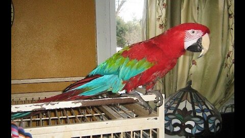 Singing to a Macaw