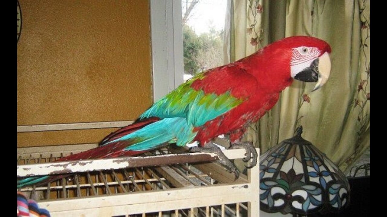 Singing to a Macaw