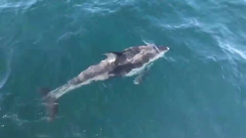 Pacific White-Sided Dolphins