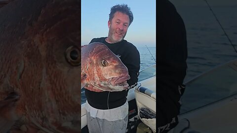 Shimano Bait Runner - Snapper oh yeah