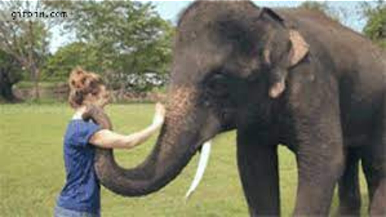 Cute Elephant - Funny Elephants Playing With Human