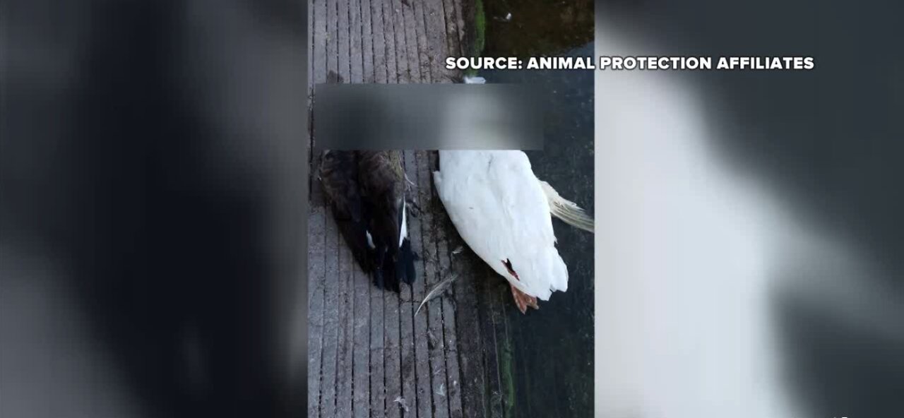 Nevada Department of Wildlife confirms Avian Flu was in geese that died at Sunset Park