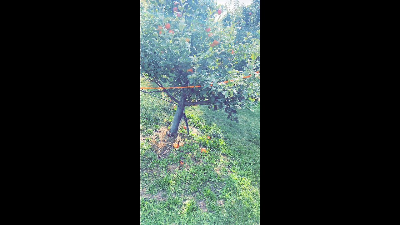 Tasty Apples