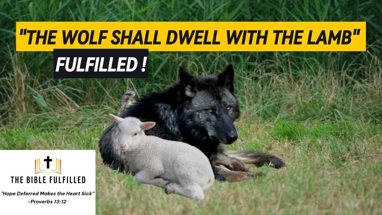 "The Wolf Shall Dwell with the Lamb" (Isa. 11:6)—Fulfilled!