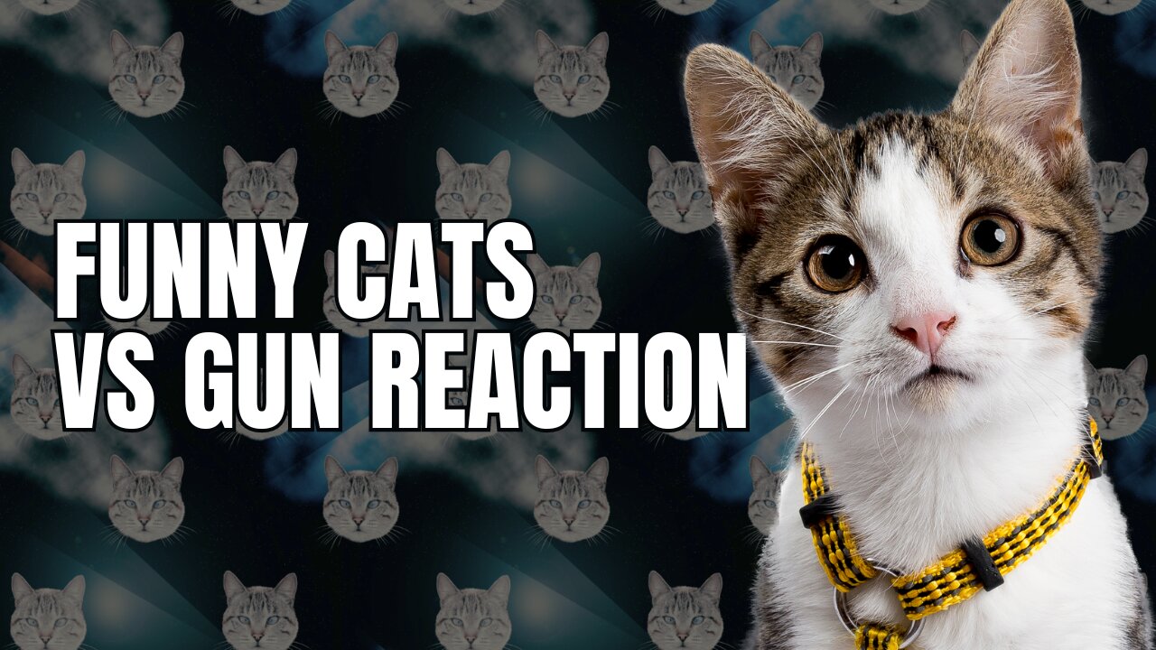 Cat Vs Gun Funny Animal Video | Funny Cat videos 2023 | Hilarious Cat videos