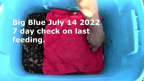 7 day check on Big Blue July 14 2022