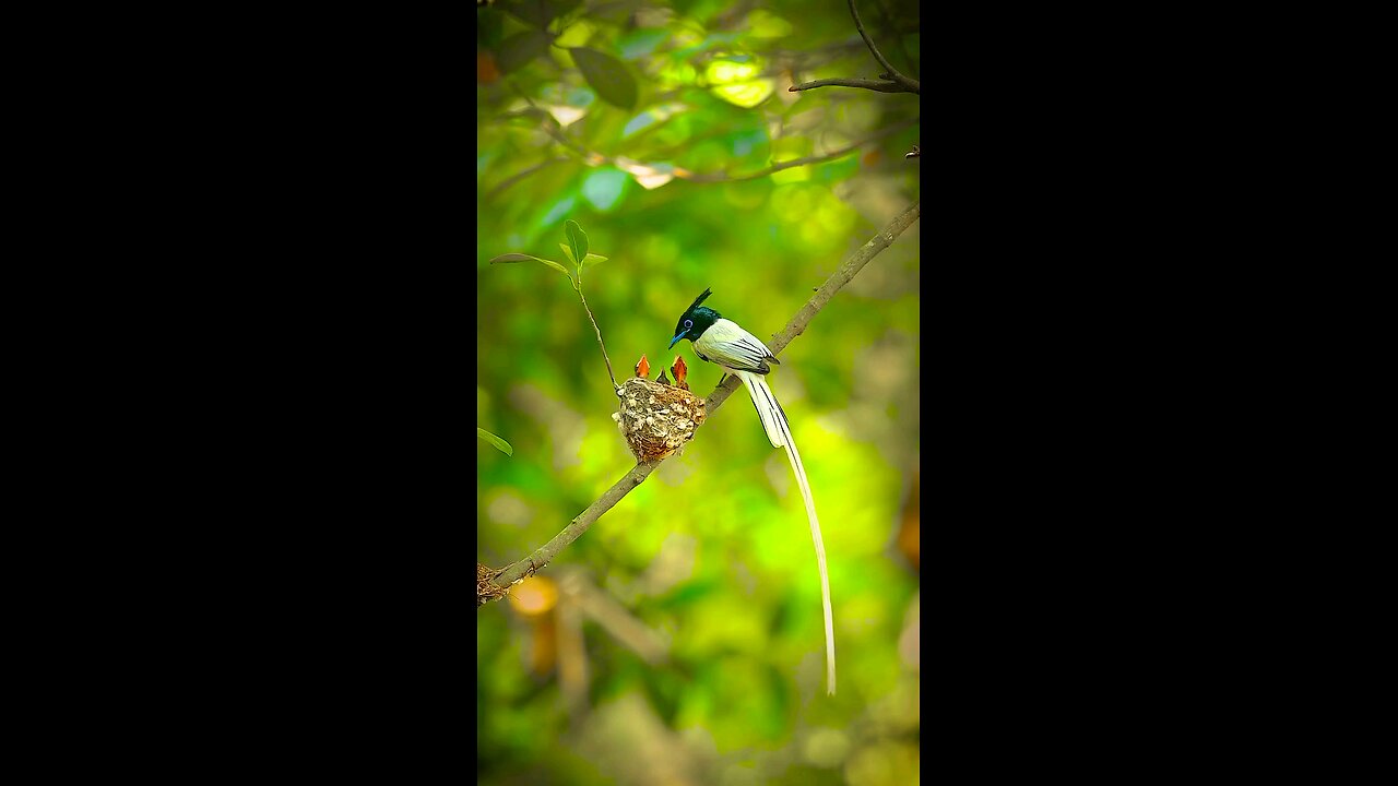 birds lover