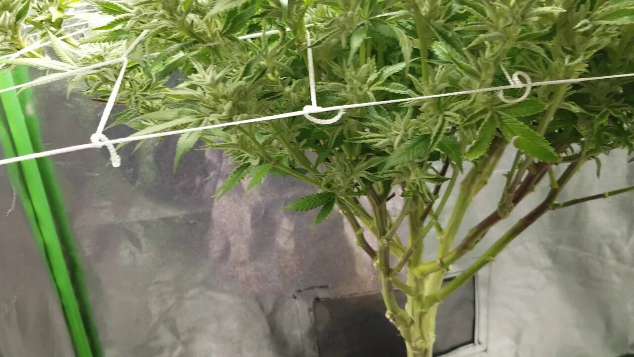 Seven Leaf Genetics "Leroy" Bx75 - BroGro Episode 9 Day 58 Flower FROST ALERT!!