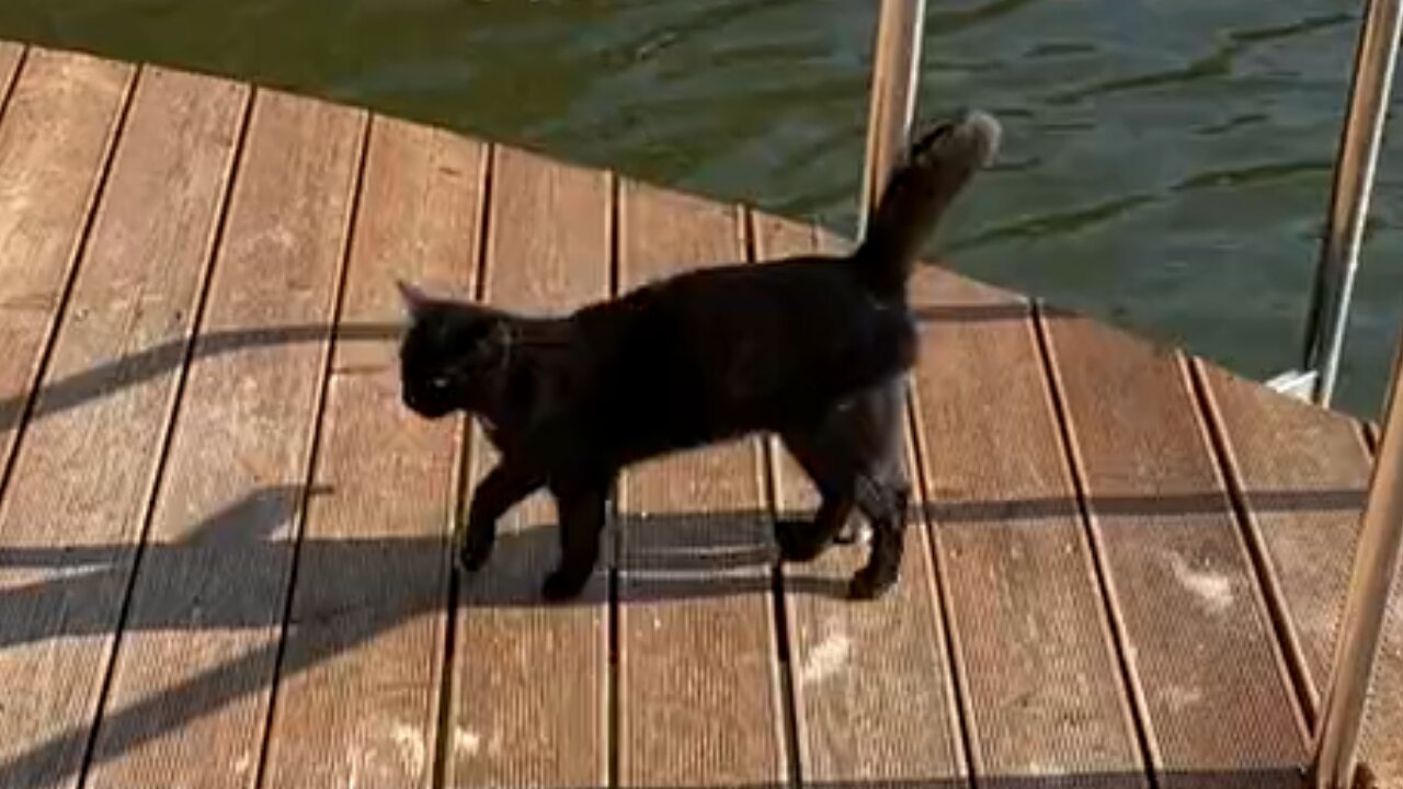 Black cat walking on the wooden pier new video 2021