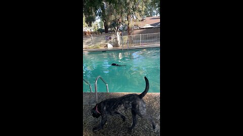 Dogs enjoying the pool