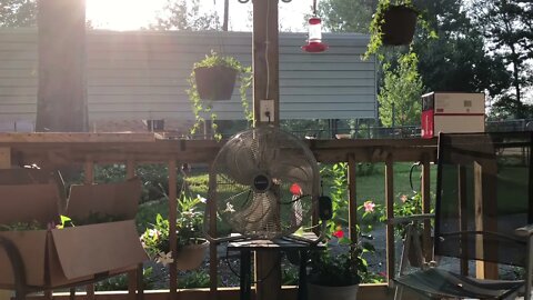 Hummingbirds and bullys