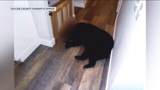 911 call: Medford couple attacked by bear in their home