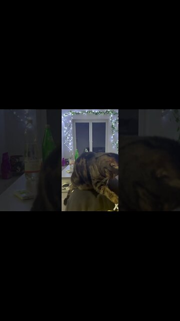 Katze 🐈 spielt mit Hosenschnur