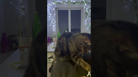 Katze 🐈 spielt mit Hosenschnur