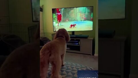 Dog only barks when the cat isn't looking #shorts #dog #cat #animals #funny