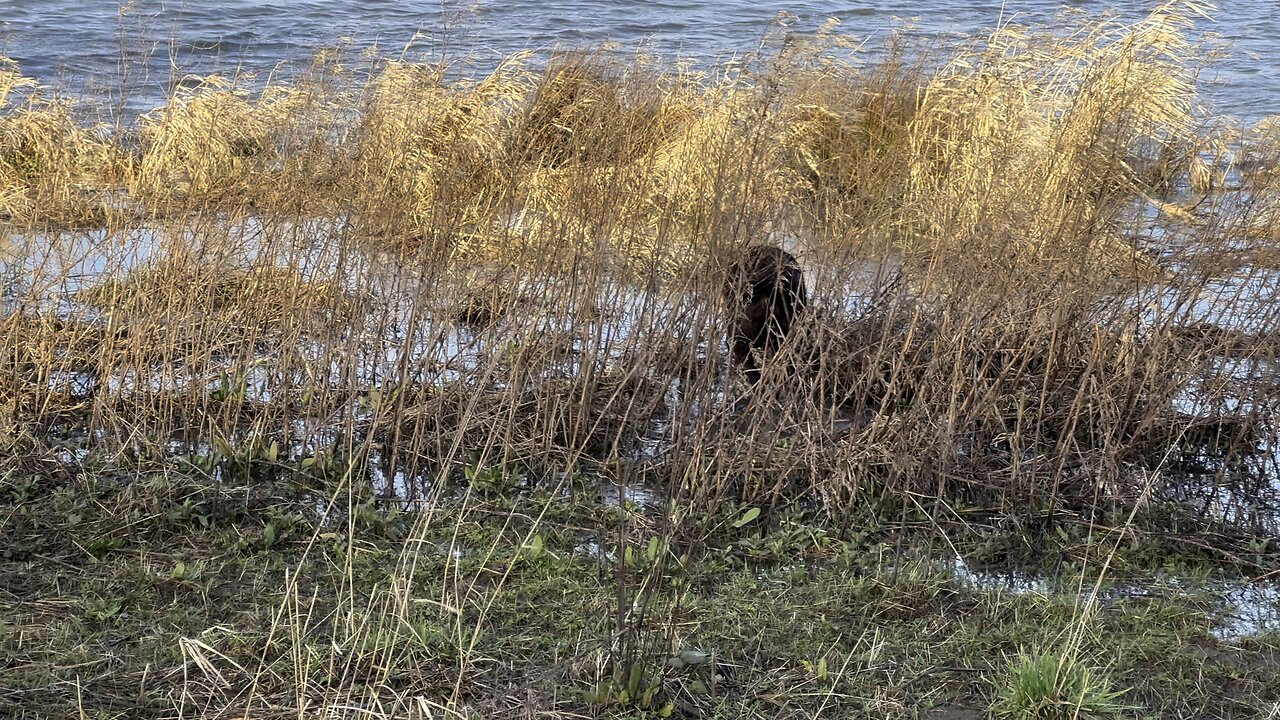 Choc Labs Water Frolics