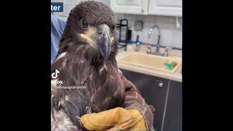 3 bald eagles lose their nests in storms