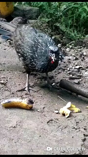 Jacu faminto devora banana em segundos! Jacuaçu, jacuguaçu, guans