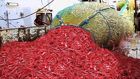 Hundreds of Tons of Shrimp With This Incredible Shrimp Fishing And Processing