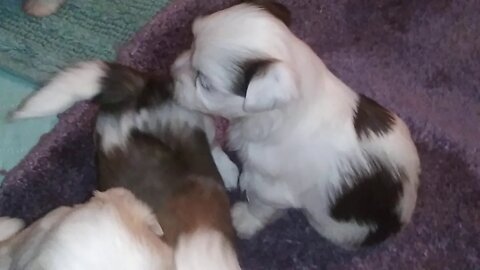 F lutter- 4 weeks old(2)