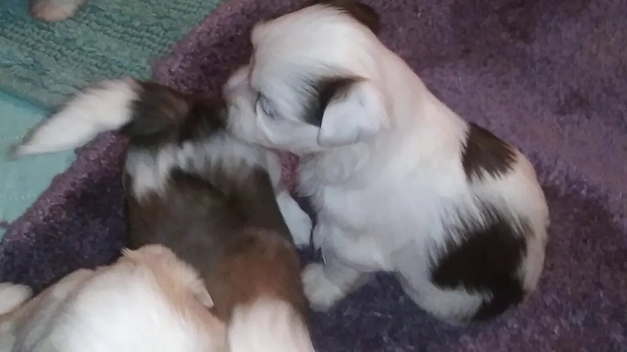 F lutter- 4 weeks old(2)