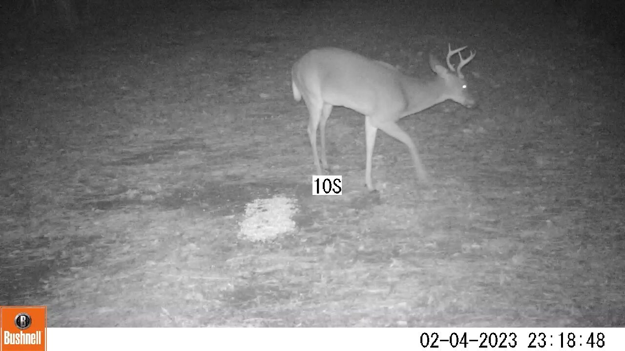Deer camera Buck Part 4