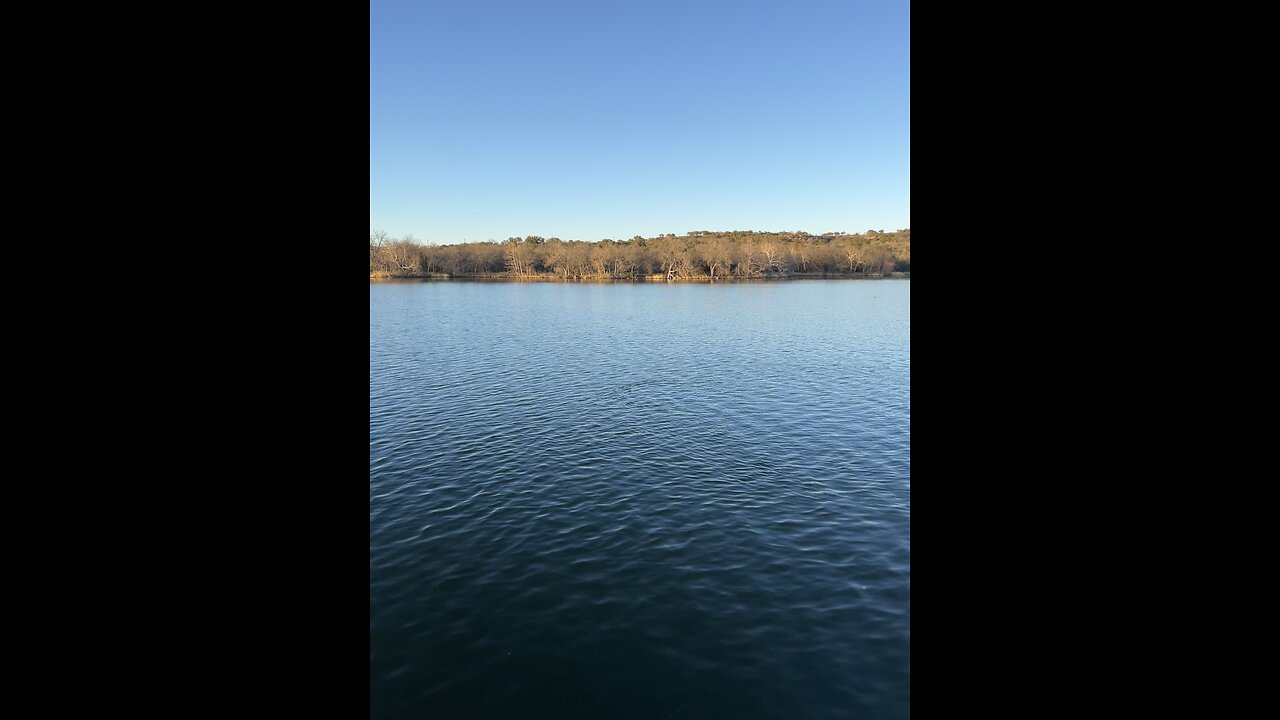 Geese flying