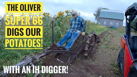 The Oliver Super 66 Digs Our Potatoes! See This Antique IH Digger In Action! Sure Beats A Shovel!