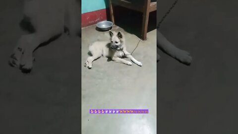Best Funny Amazing Dogs Viral Clips || #funny Cute Cat's #shorts Video😂|| #trending #animals #reels
