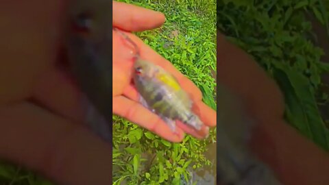 peguei esse corrózinho🐟pra não passar em branco n pescaria 🎣✌️#shorts