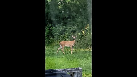 Deer out our Kitchen Window 7-5-2024