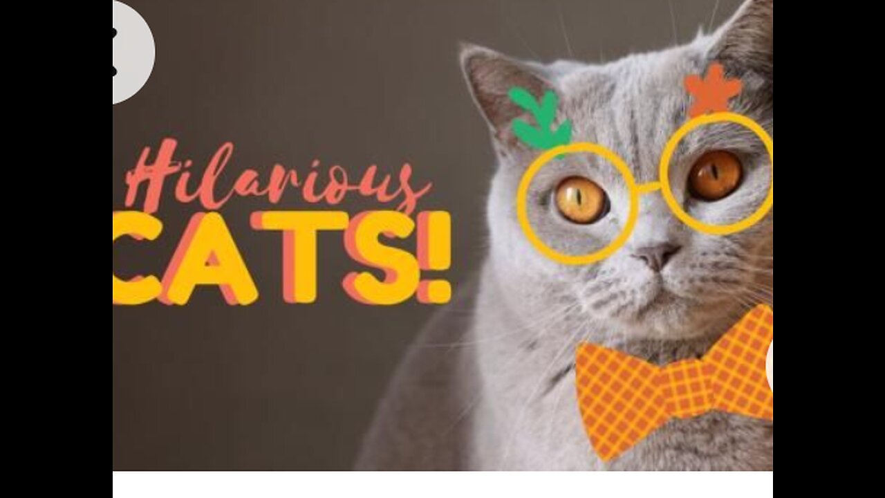 Cat funny moment