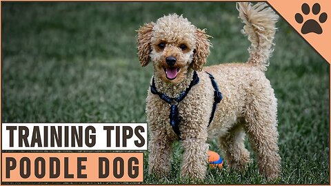 How To Train A Poodle