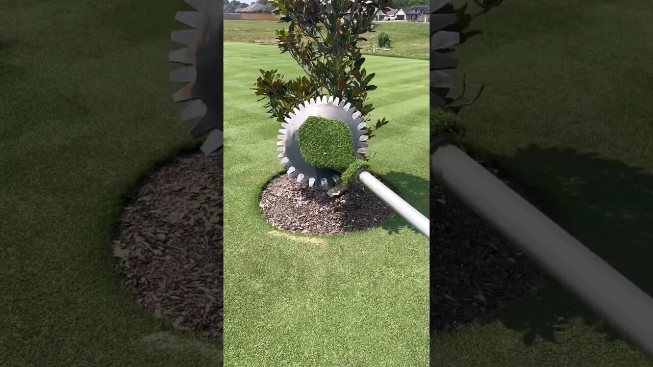 The Lawn is Showing Off