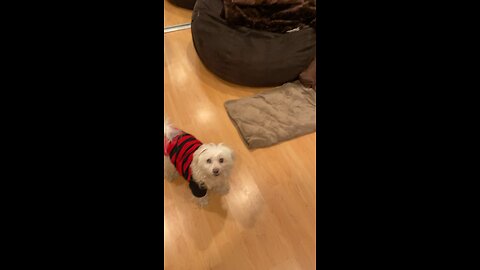 Salty Dog gets a new toy for her 15th B-Day