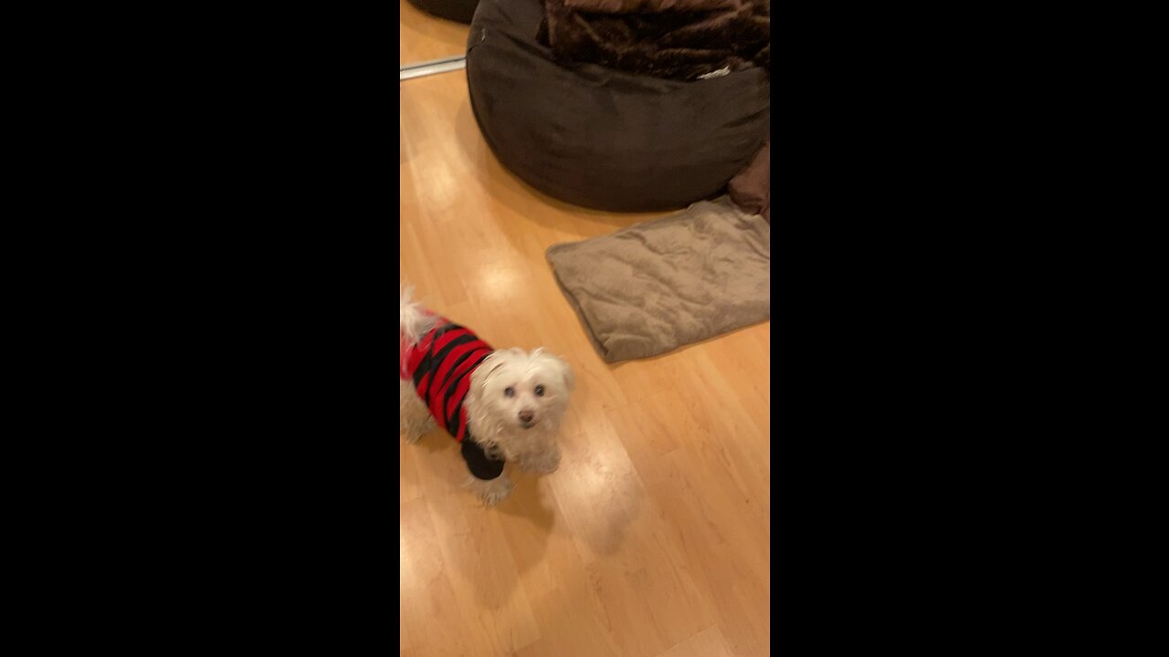 Salty Dog gets a new toy for her 15th B-Day